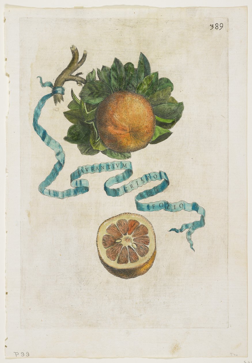 Aurantium Crispo Folio, från Hesperides, 1646 av Giovanni Battista Ferrari