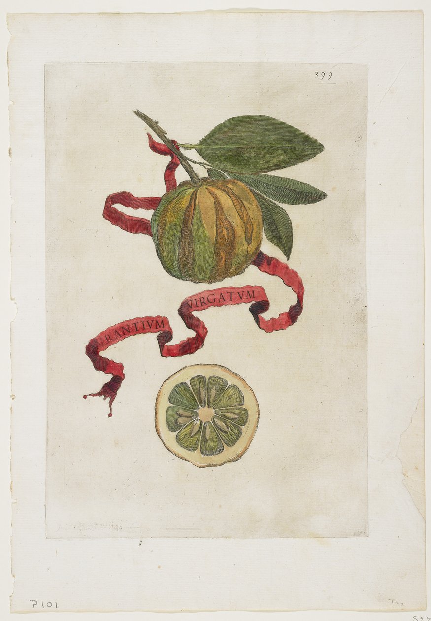 Aurantium Virgatum, från Hesperides, 1646 av Giovanni Battista Ferrari