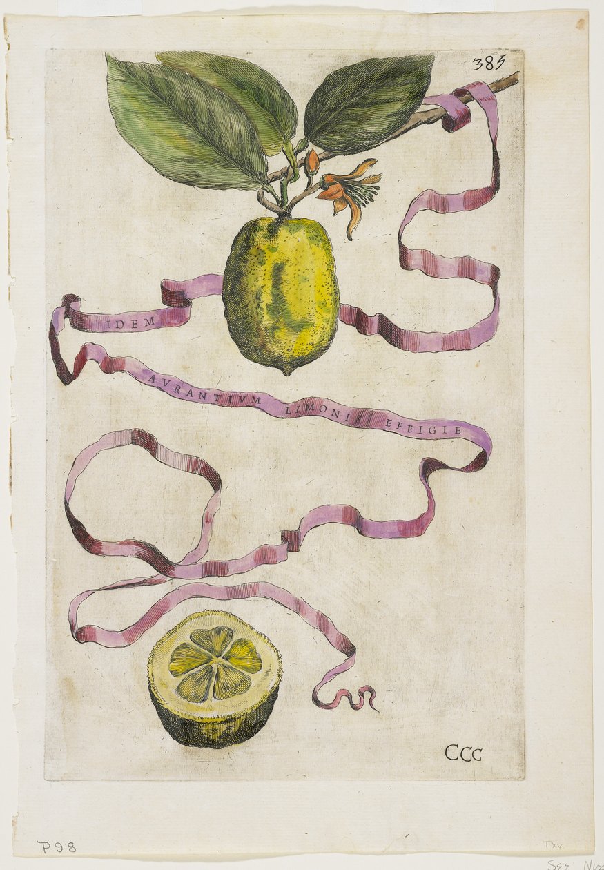 Idem Aurantium Limonis Effigle, från Hesperides, 1646 av Giovanni Battista Ferrari