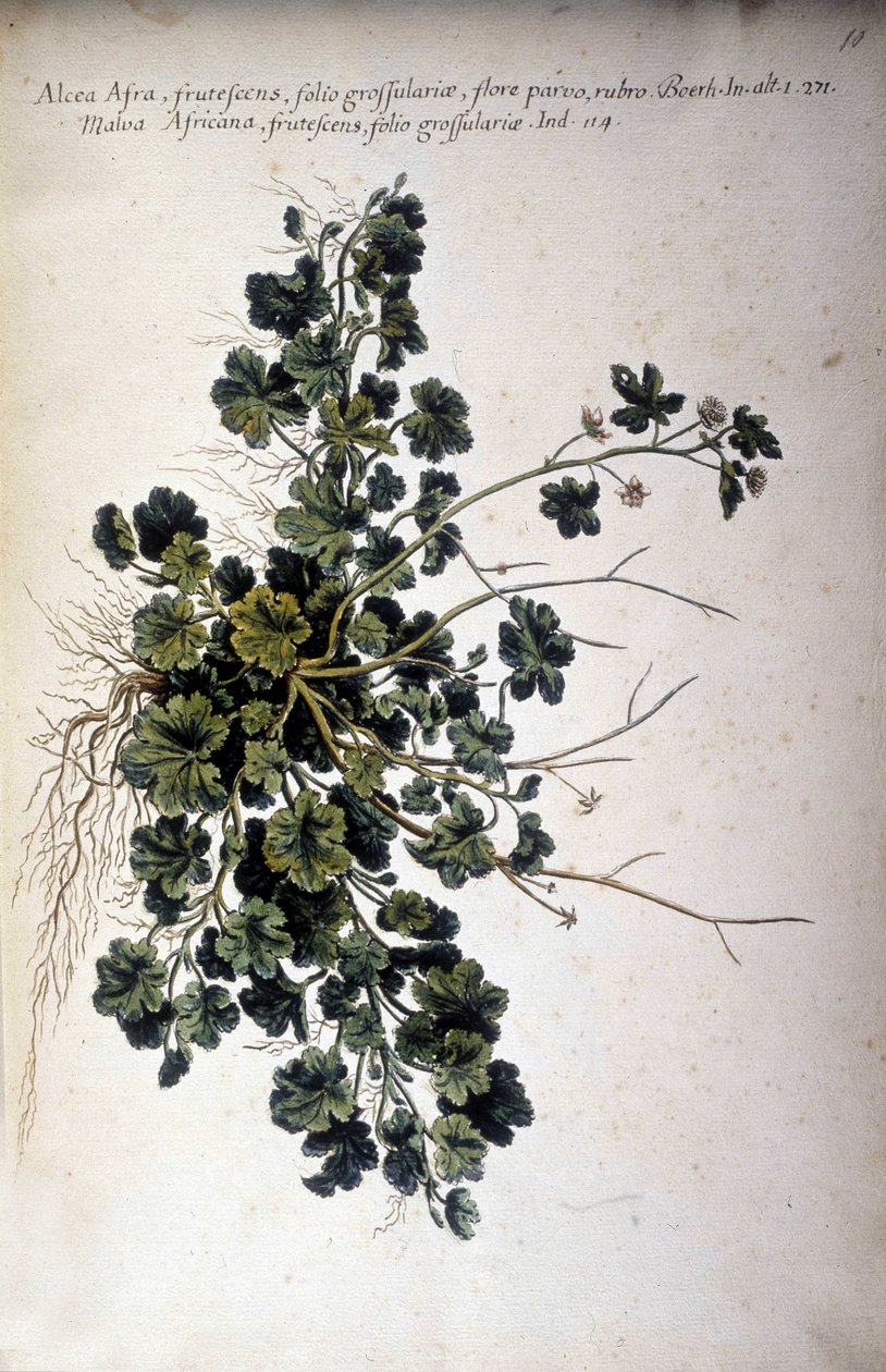 Alcea Afra - I ""Praktisk botanisk historia, eller nomenklaturen, beskrivningen och dygderna hos växter, som hör till användningen av Medelhavet..." av Giovanni Battista Morandi (? - 1761) av Giovanni Battista Morandi