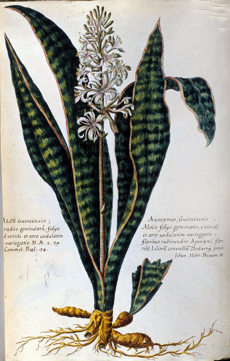 Aloe. Medicinska växter. Gravyr - i "Praktisk botanisk historia, eller växternas nomenklatur, beskrivning och dygder, som hör till medicinens användning..." av Giovanni Battista Morandi