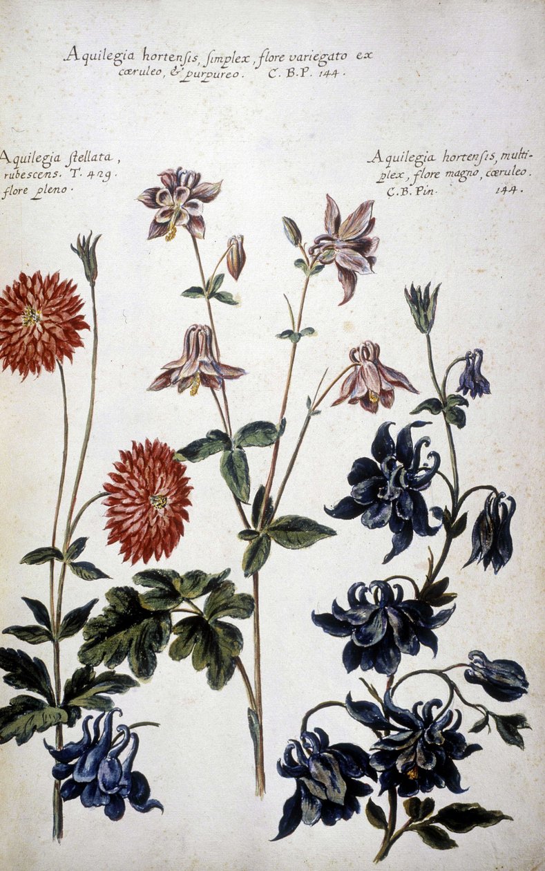 Botanisk styrelse: tre sorters Ancolies (Aquilegia) - I "" Praktisk botanisk historia, eller av växter som är relevanta för användningen av media, nomenklatur, beskrivning och dygder..."" av Giovanni Battista Morandi (? - 1761) av Giovanni Battista Morandi