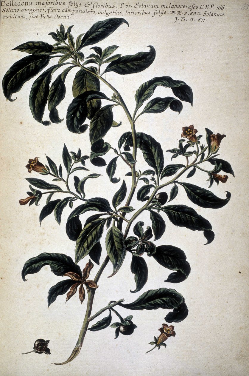Botaniskt diagram: Belladona (Belladona Majoribus Folys) - I ""Praktisk botanisk historia, eller växter som är relevanta för användningen av media, nomenklatur, beskrivning och dygder..."" av Giovanni Battista Morandi (? - 1761) av Giovanni Battista Morandi