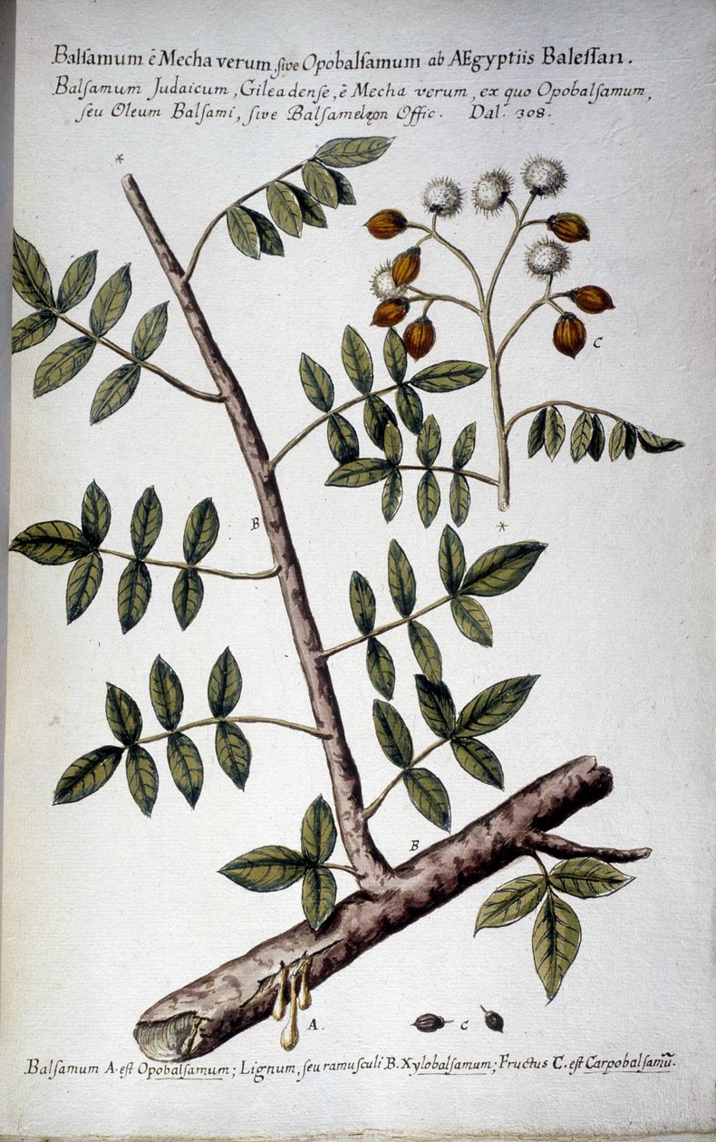 Opobalsamum (Branch with seve) - I "" Praktisk botanisk historia, eller växter som är relevanta för användningen av media, nomenklatur, beskrivning och dygder..."" av Giovanni Battista Morandi (? - 1761) av Giovanni Battista Morandi