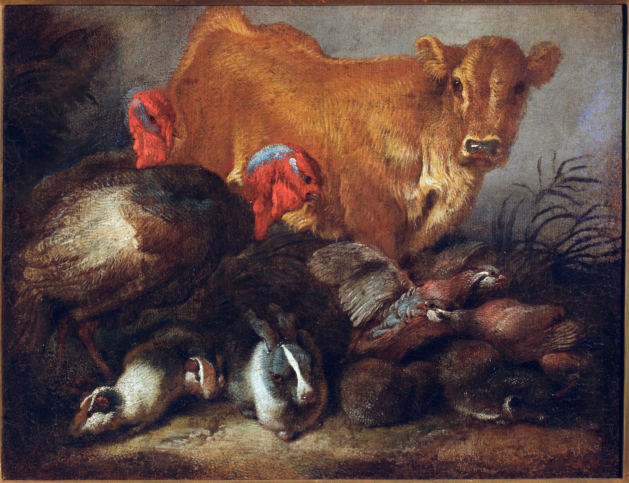 Studie av djur Ko, kalkon, kanin, Målning av Giovanni Benedetto Castiglione dit il Grechetto (1610-1665) Dim.30x38,5 cm Gener, Musei di Strada Nuova av Giovanni Benedetto Castiglione