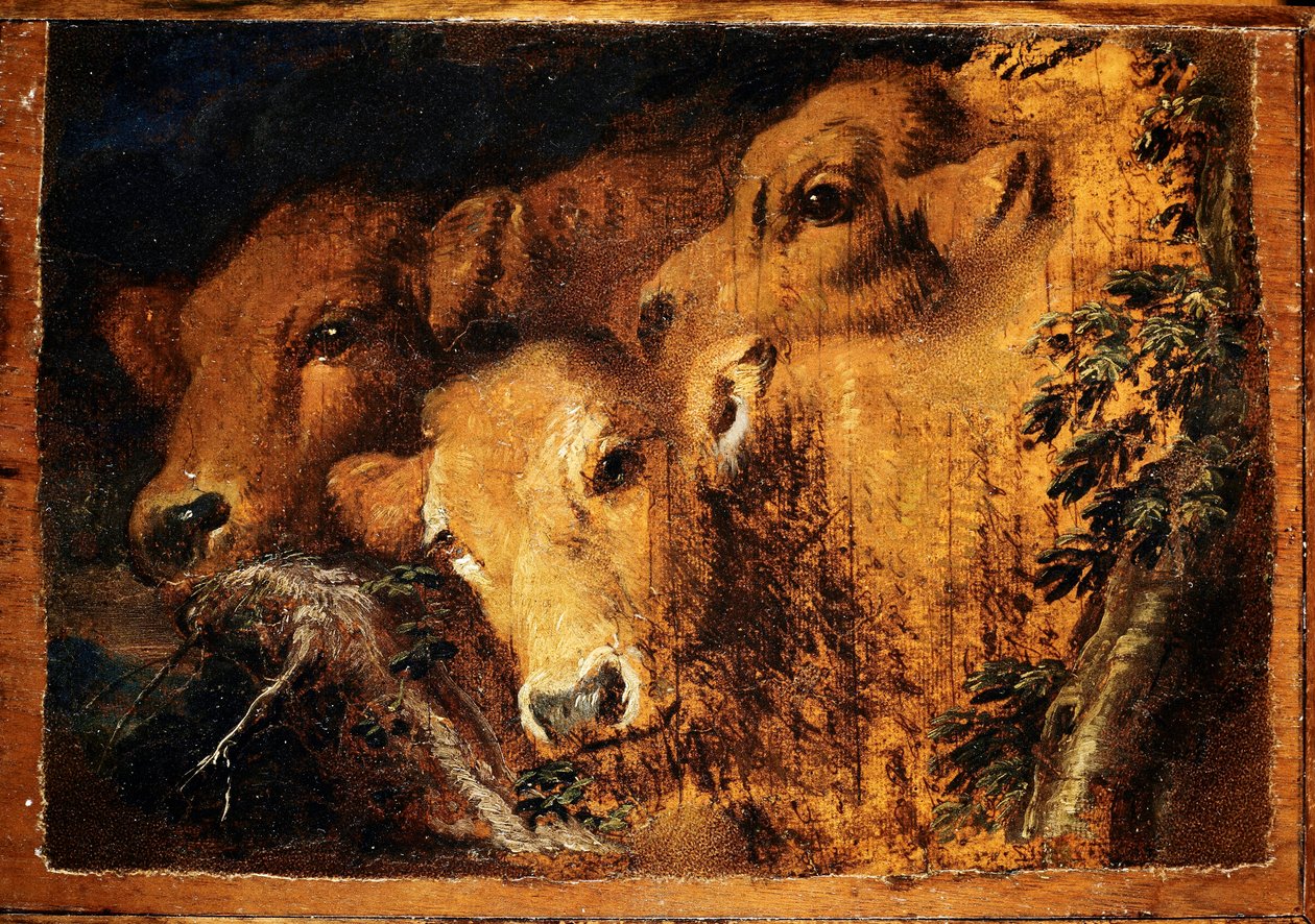Tre huvuden av Etude kalvkött. Målning av Giovanni Benedetto Castiglione dit il Grechetto (1610-1665) Sön 24x35 cm Genes, Musei di Strada Nuova av Giovanni Benedetto Castiglione
