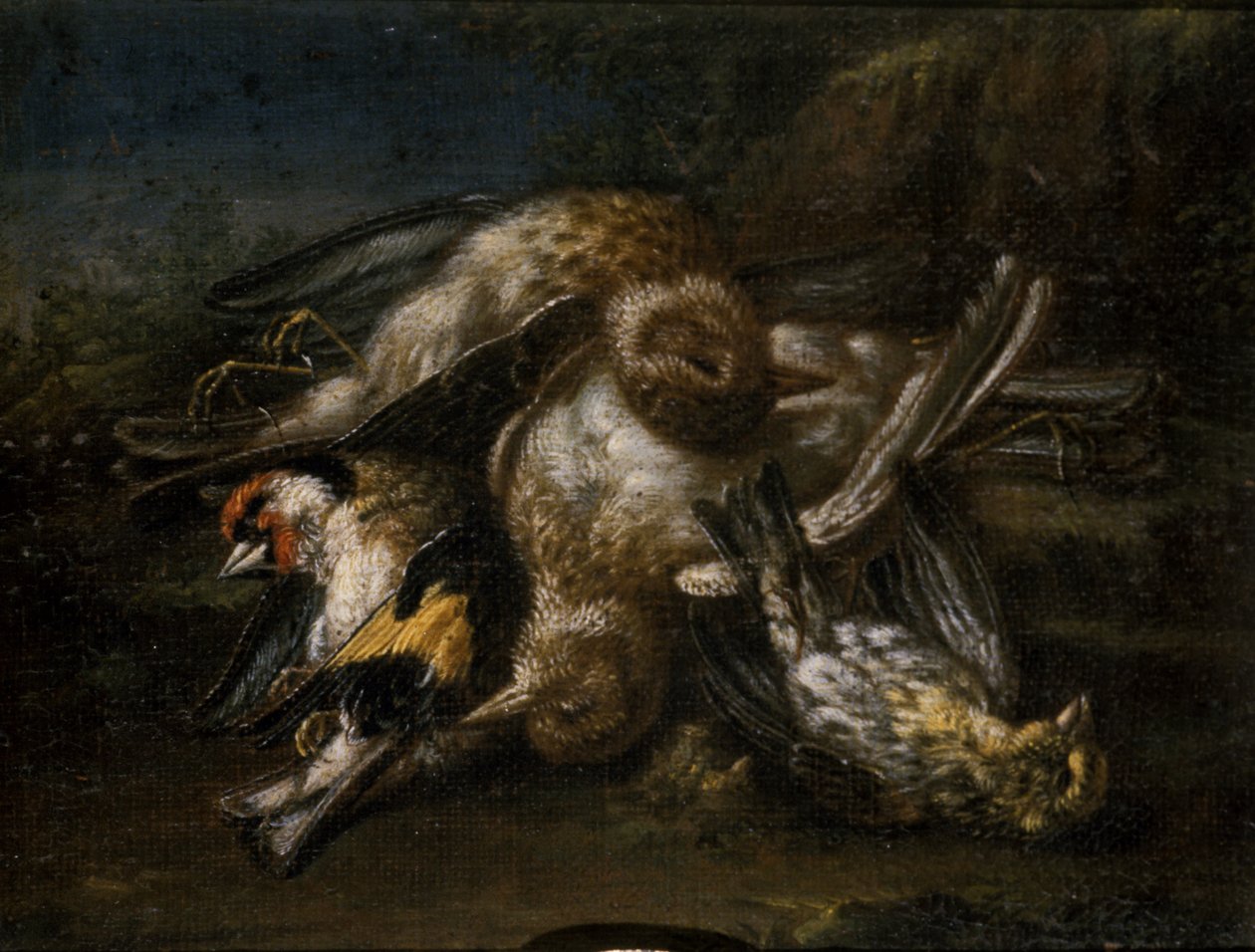 Dead Birds (olja på lindträ) av Giovanni Benedetto Castiglione