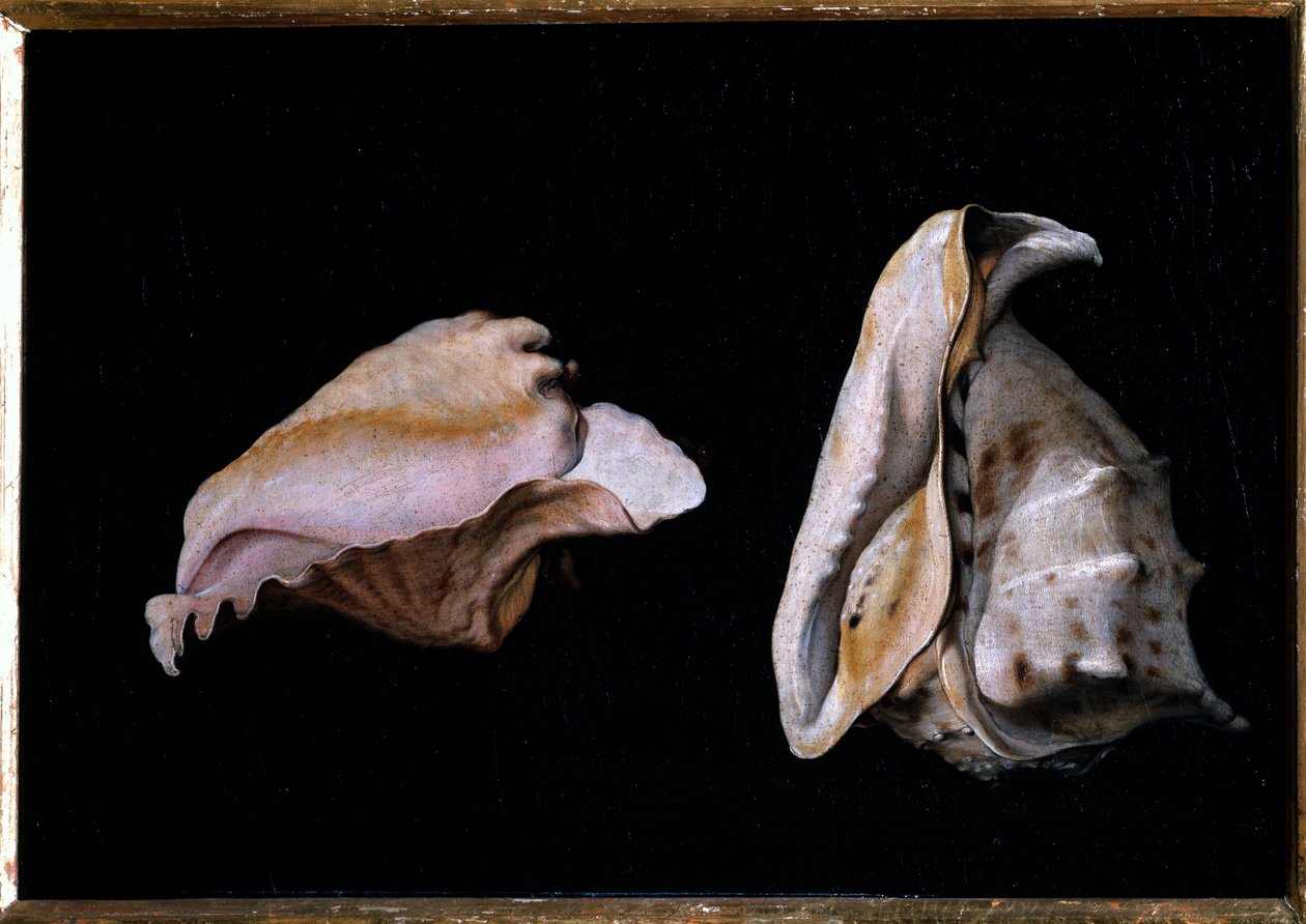 Två skal (stilleben med snäckskal) Målning av Filippo Napoletano (1587-1629) 1618 Dim 39x56 cm Florens, palazzo Pitti av Giovanni Girolamo Savoldo
