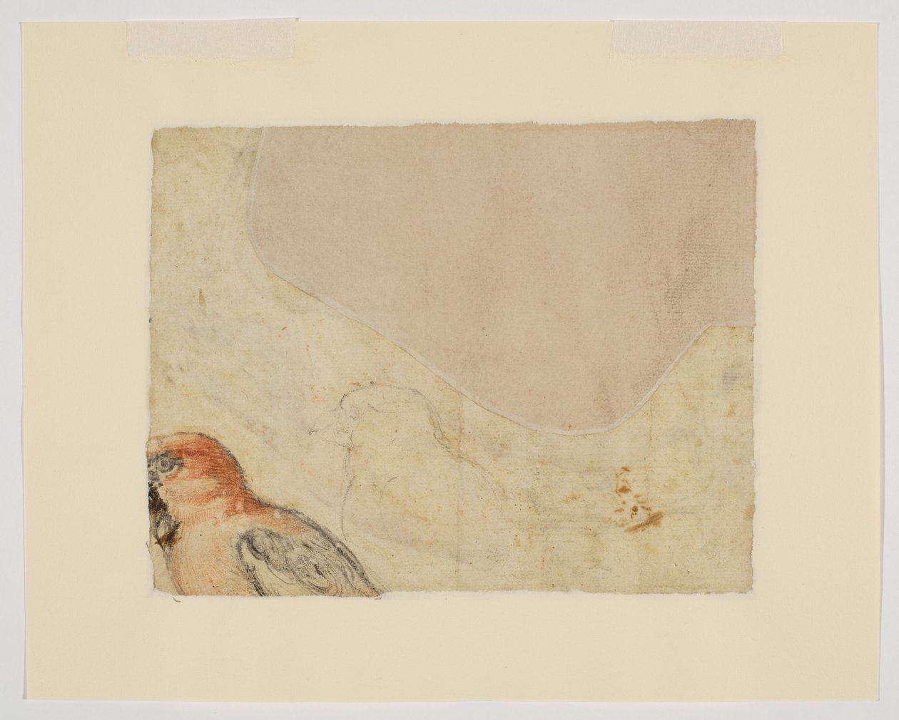 Fågelstudie, tergo (krita på papper) av Giovanni da Udine (after)
