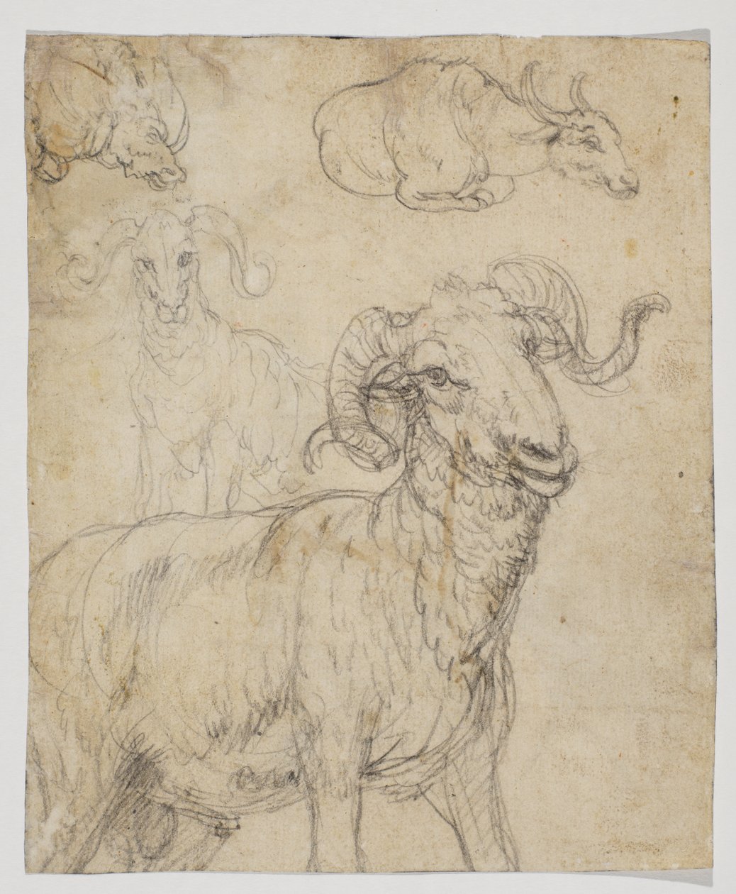 Ram och buffel, tergo (krita och akvarellteckning) av Giovanni da Udine (after)