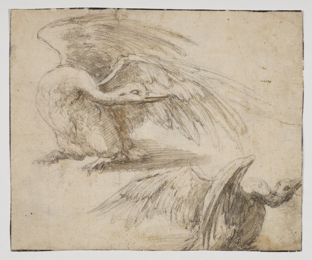 Två svanar, recto (krita och akvarellteckning) av Giovanni da Udine (after)