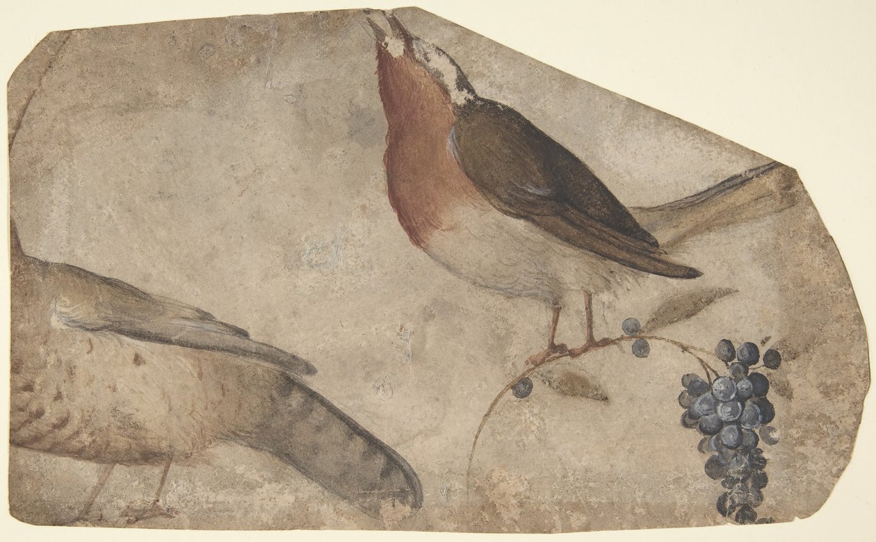 Fågeläter druvor recto, Tigress verso, 1487-1564. av Giovanni da Udine