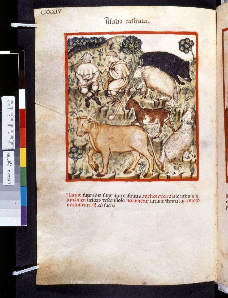 Theatrum sanitatis av Ububchasym de Baldach: "Animalia Castrata", 1300-talets första decennium (miniatyr) av Giovannino de