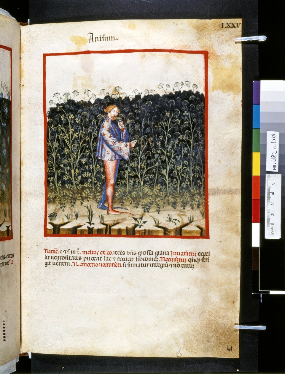 Theatrum sanitatis av Ububchasym de Baldach: "Anisum", 1300-talets första decennium (miniatyr) av Giovannino de