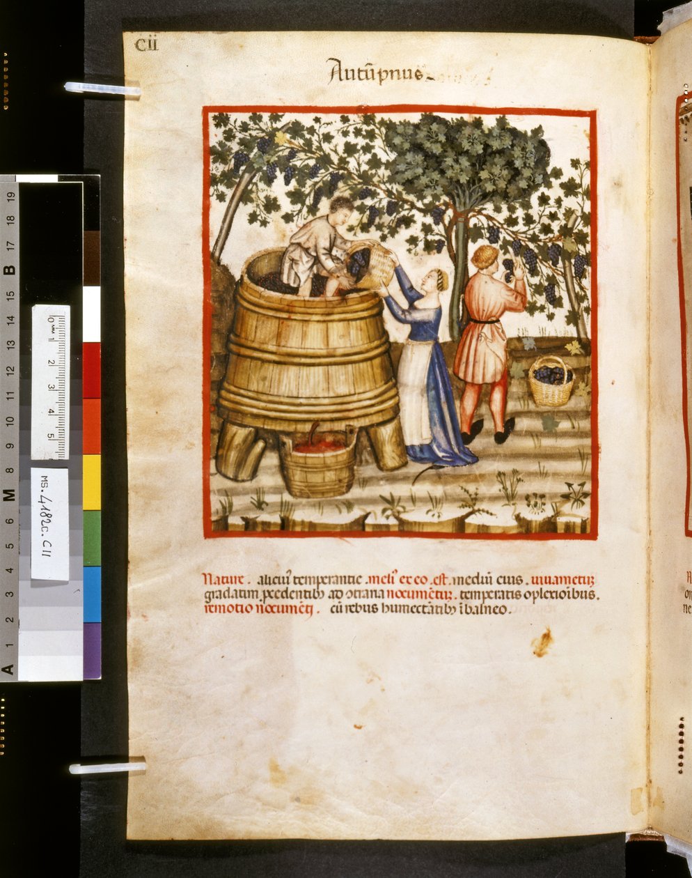 Theatrum sanitatis av Ububchasym de Baldach: "Autupnus", 1300-talets första decennium (miniatyr) av Giovannino de