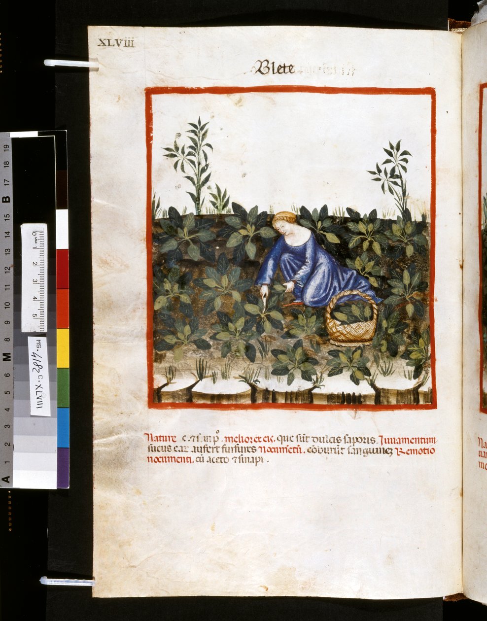 Theatrum sanitatis av Ububchasym de Baldach: "Blete", första decenniet av 1300-talet (miniatyr) av Giovannino de