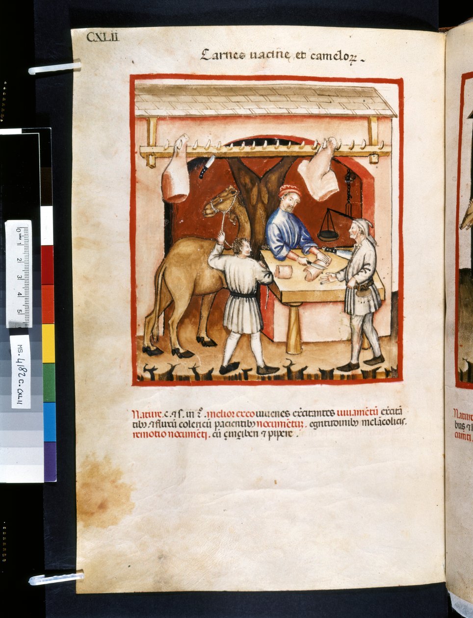 Theatrum sanitatis av Ububchasym de Baldach: "Carnes Va cinae et Camelorum", 1300-talets första årtionde (miniatyr) av Giovannino de