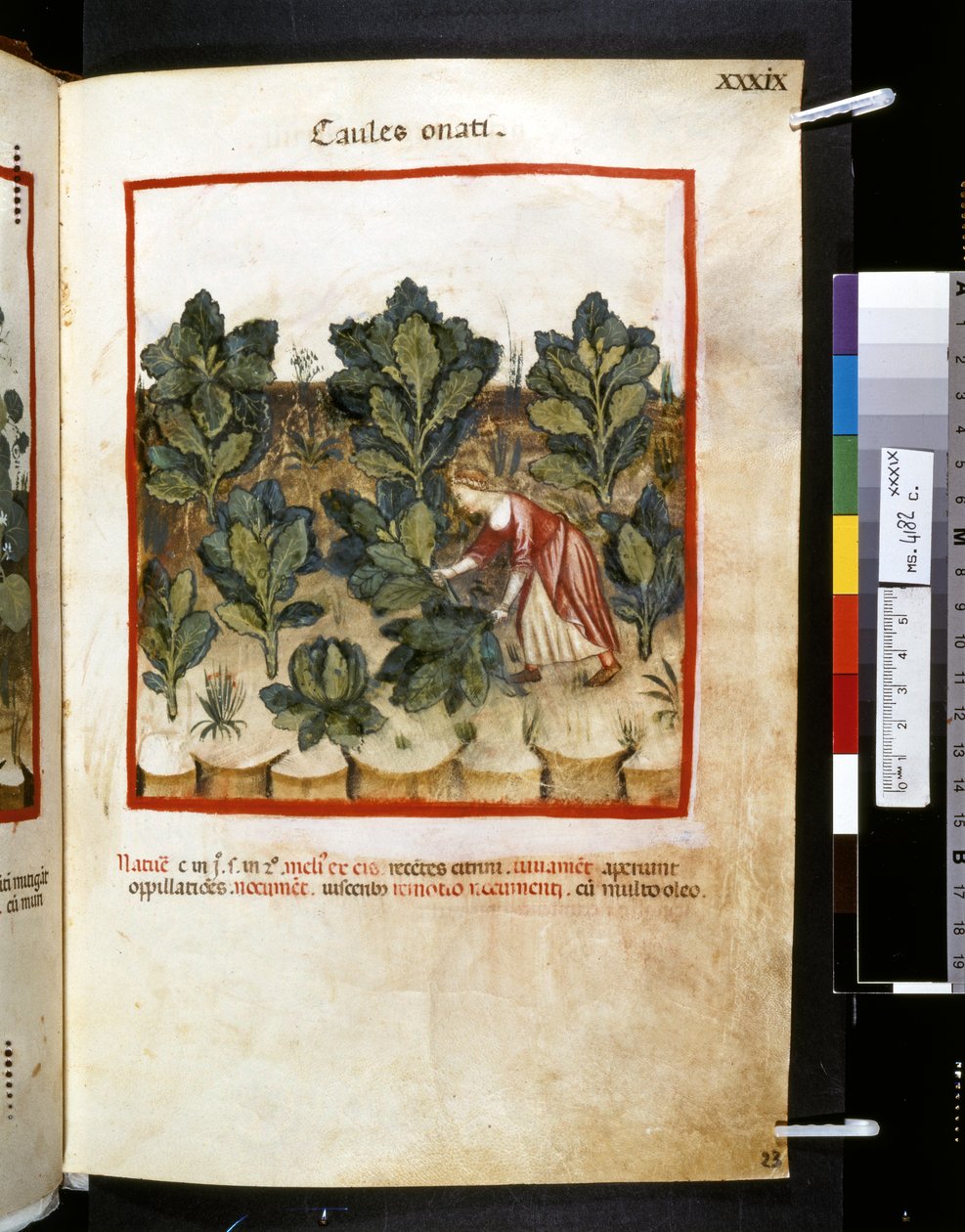 Theatrum sanitatis av Ububchasym de Baldach: "Caules Onati", första decenniet av 1300-talet (miniatyr) av Giovannino de