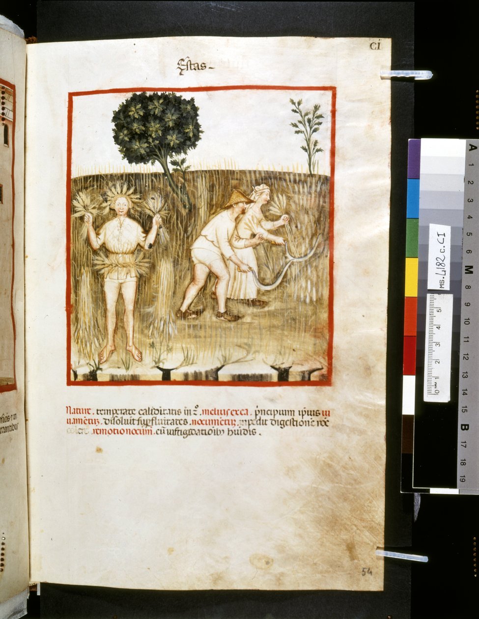 Theatrum sanitatis av Ububchasym de Baldach: "Estas", 1300-talets första decennium (miniatyr) av Giovannino de