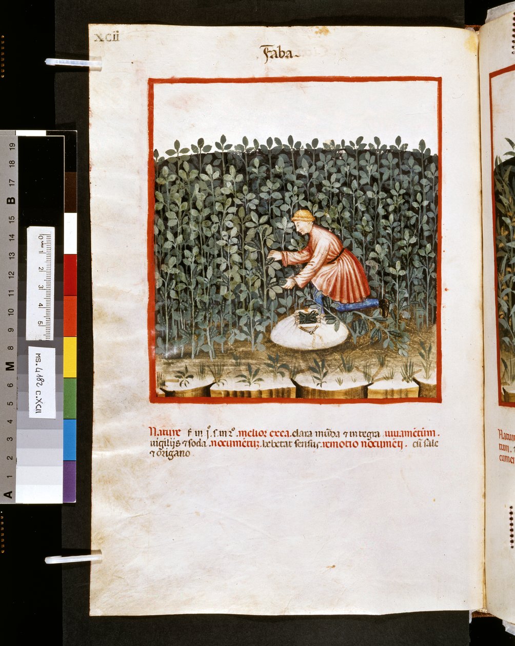 Theatrum sanitatis av Ububchasym de Baldach: "Faba", 1300-talets första decennium (miniatyr) av Giovannino de