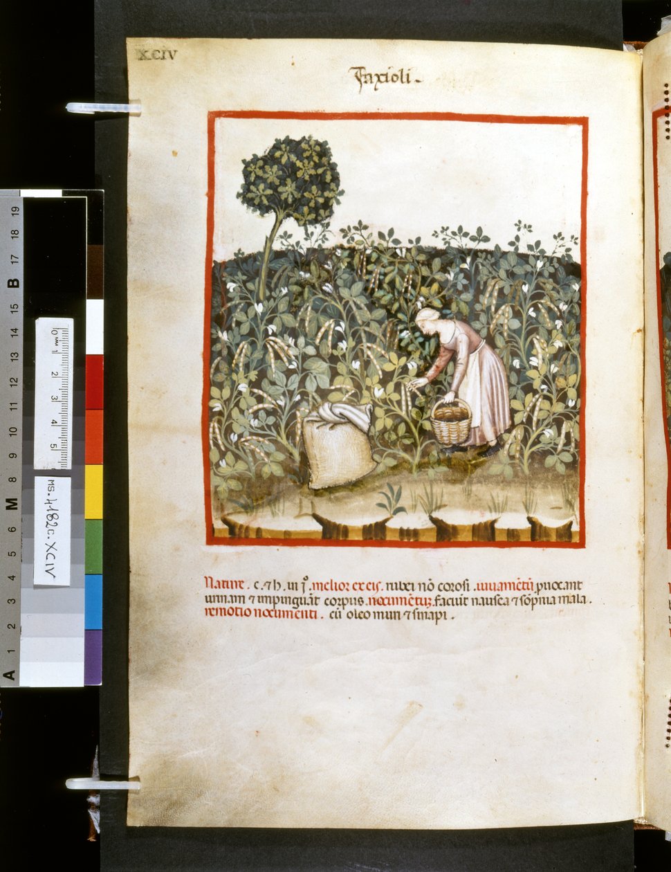 Theatrum sanitatis av Ububchasym de Baldach: "Faxioli", 1300-talets första decennium (miniatyr) av Giovannino de