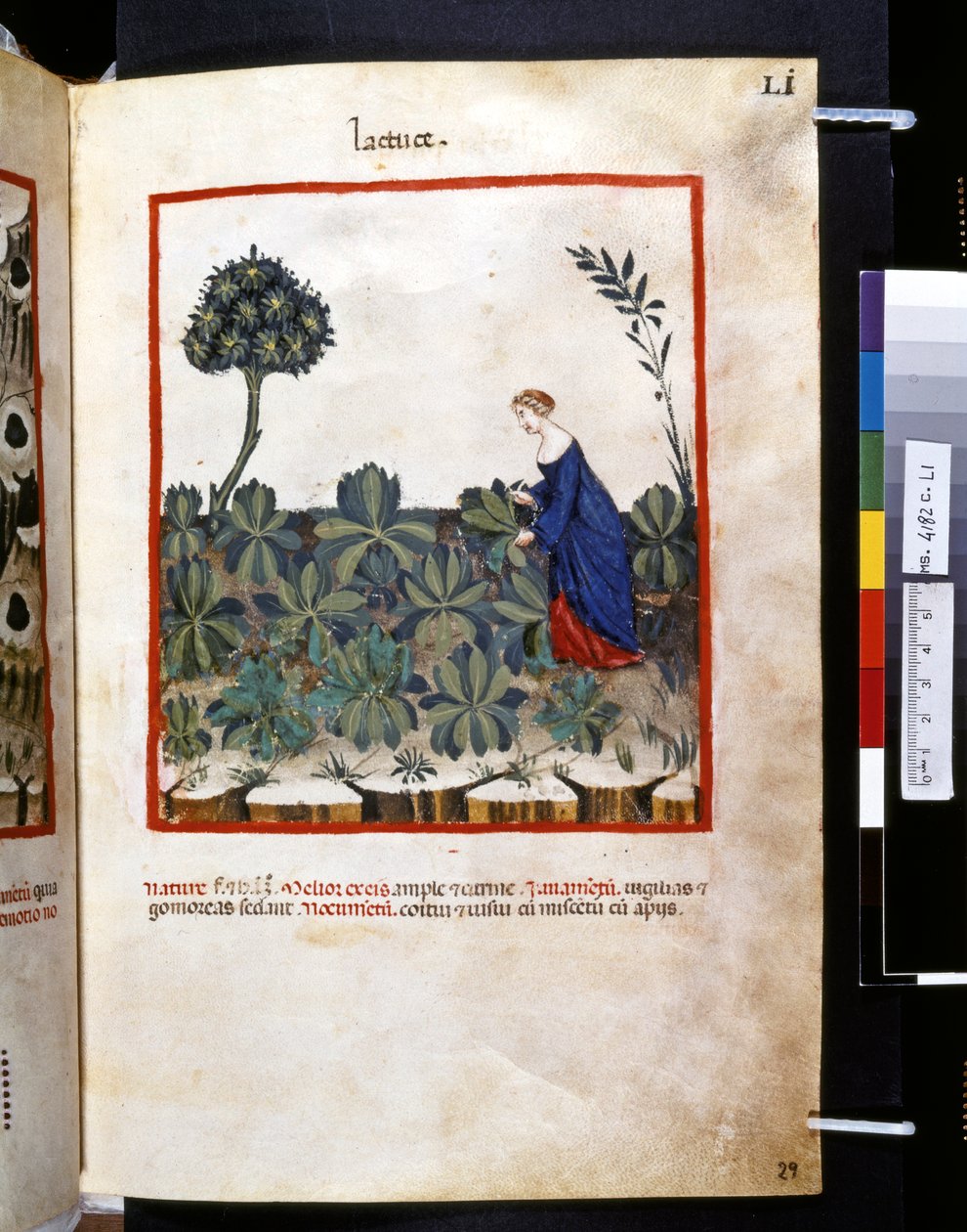 Theatrum sanitatis av Ububchasym de Baldach: "Lactuce", första decenniet av 1300-talet (miniatyr) av Giovannino de