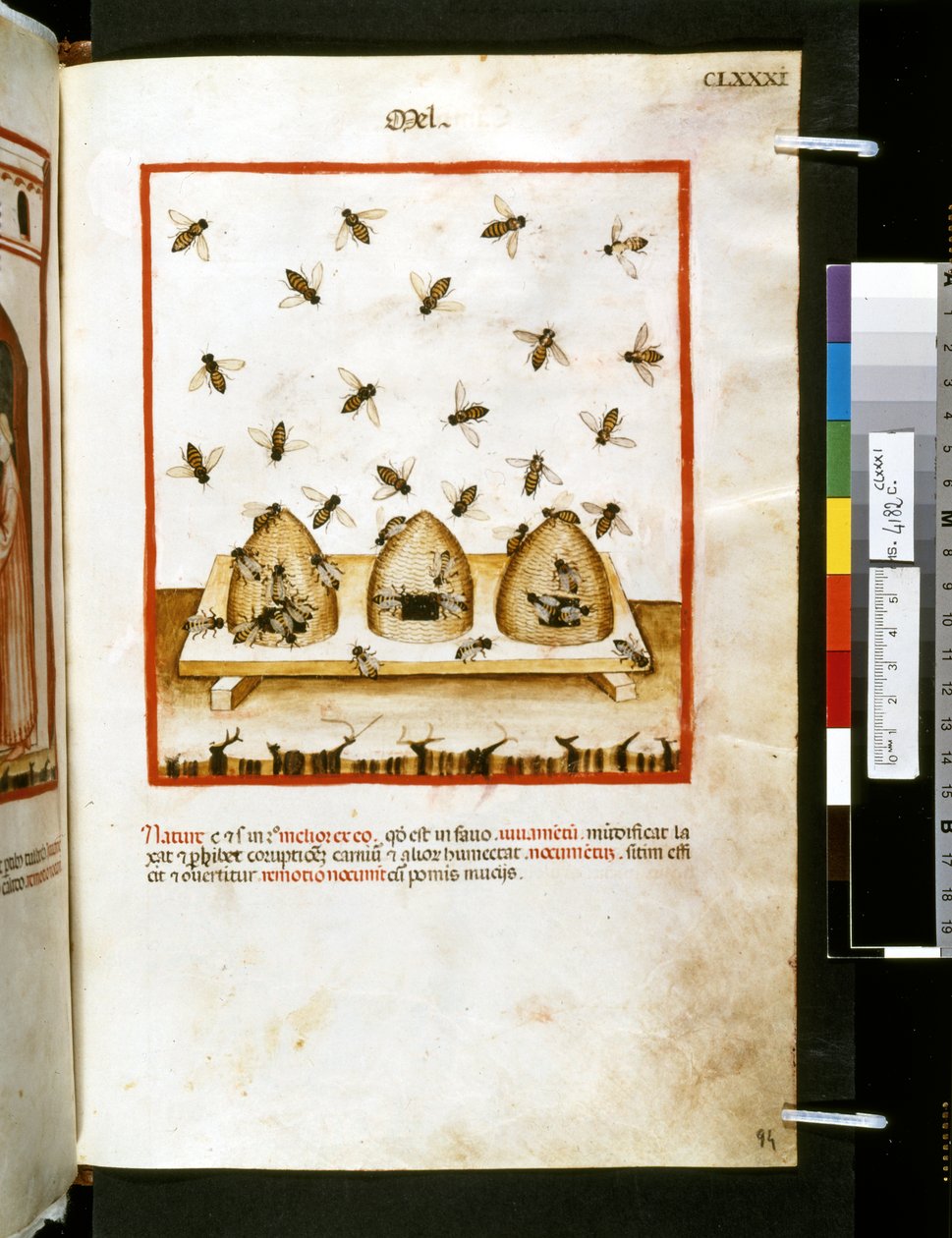 Theatrum sanitatis av Ububchasym de Baldach: "Mel", 1300-talets första decennium (miniatyr) av Giovannino de