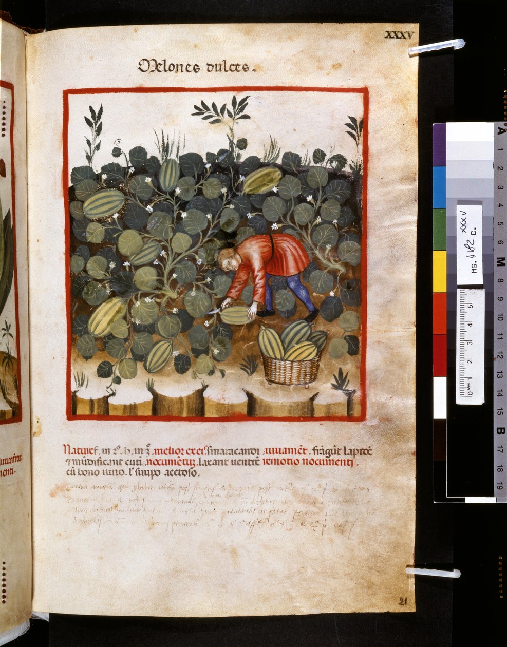 Theatrum sanitatis av Ububchasym de Baldach: "Melones Dulces", 1300-talets första årtionde (miniatyr) av Giovannino de