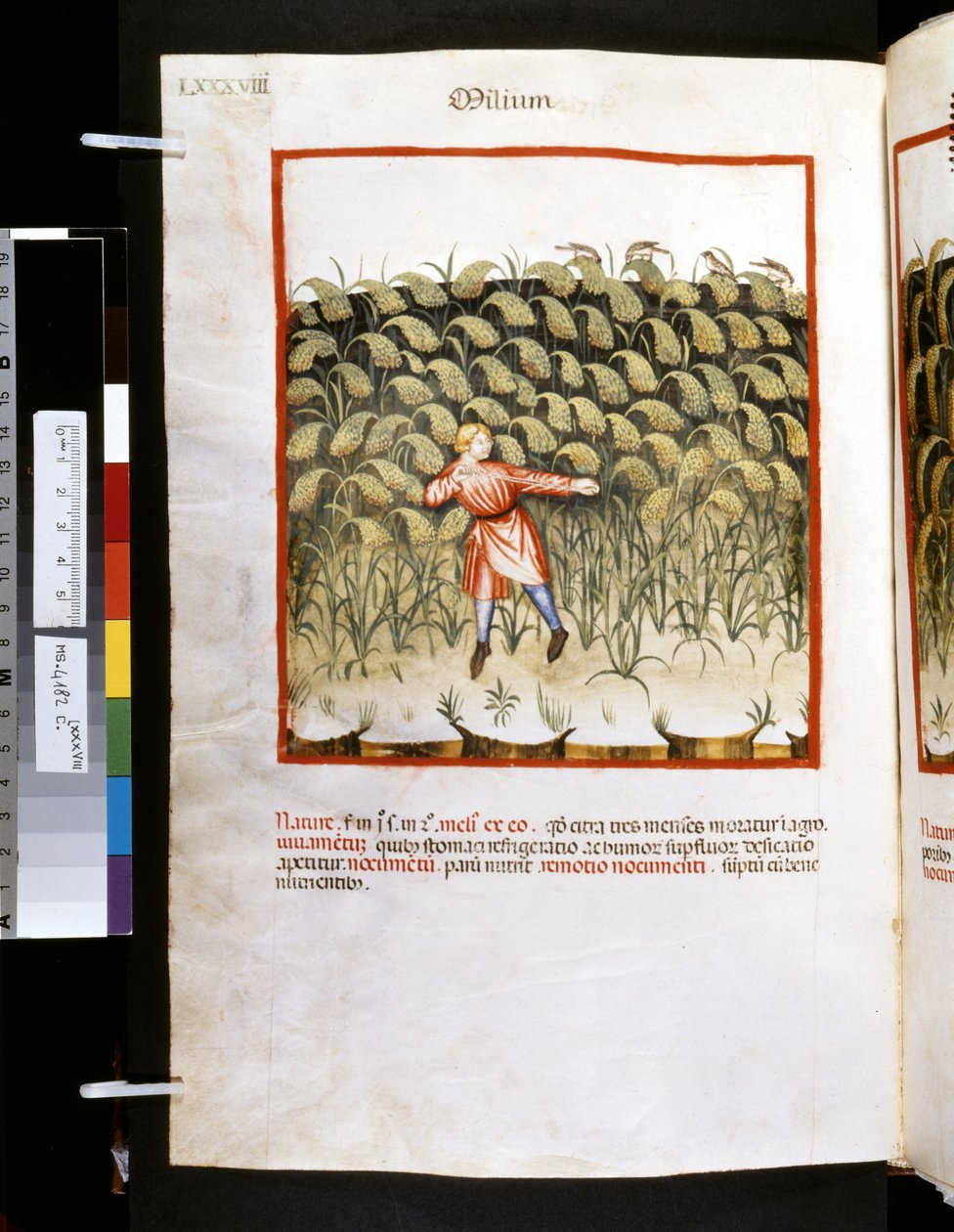 Theatrum sanitatis av Ububchasym de Baldach: "Milium", 1300-talets första decennium (miniatyr) av Giovannino de