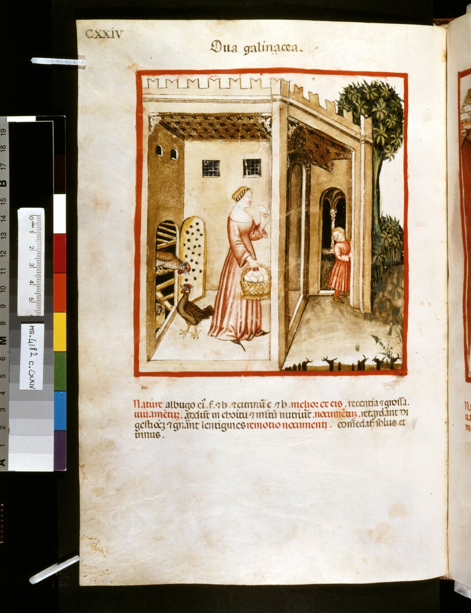 Theatrum sanitatis av Ububchasym de Baldach: "Ova Galinacea", första decenniet av 1300-talet (miniatyr) av Giovannino de