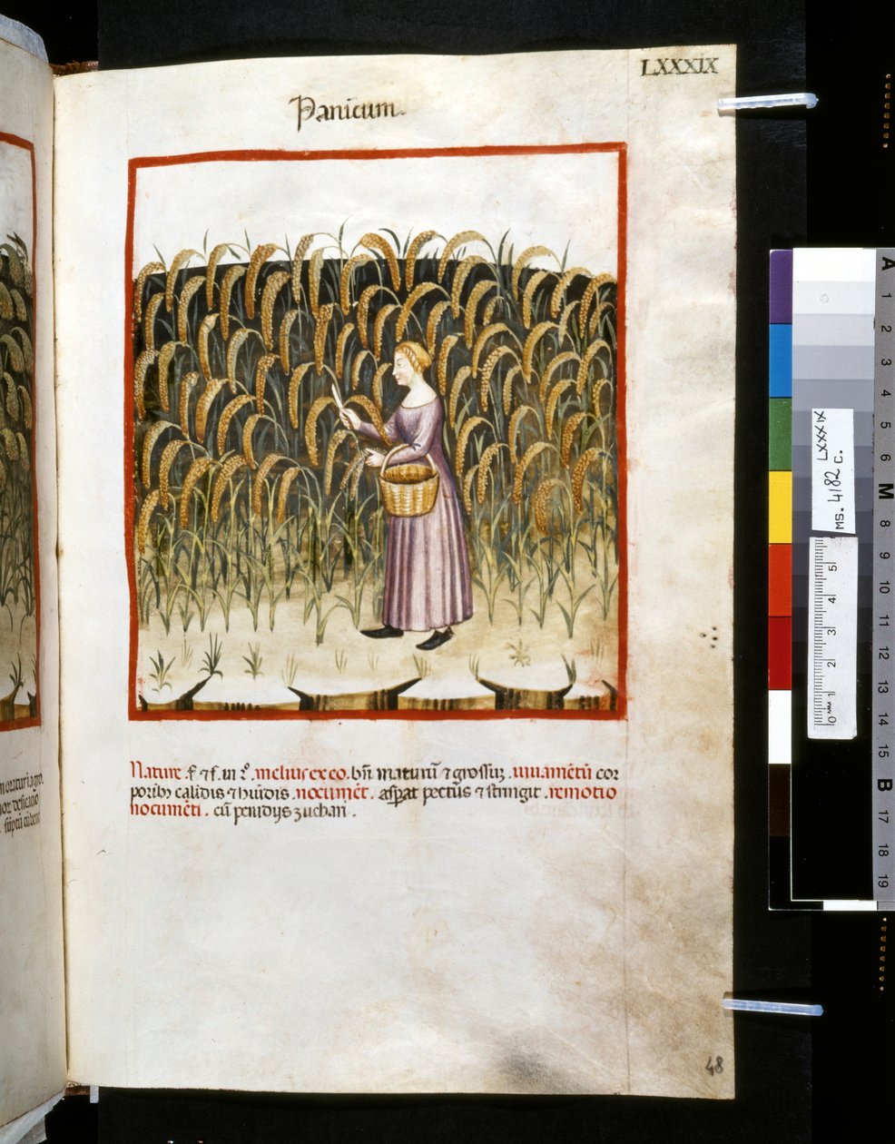 Theatrum sanitatis av Ububchasym de Baldach: "Panicum", 1300-talets första decennium (miniatyr) av Giovannino de