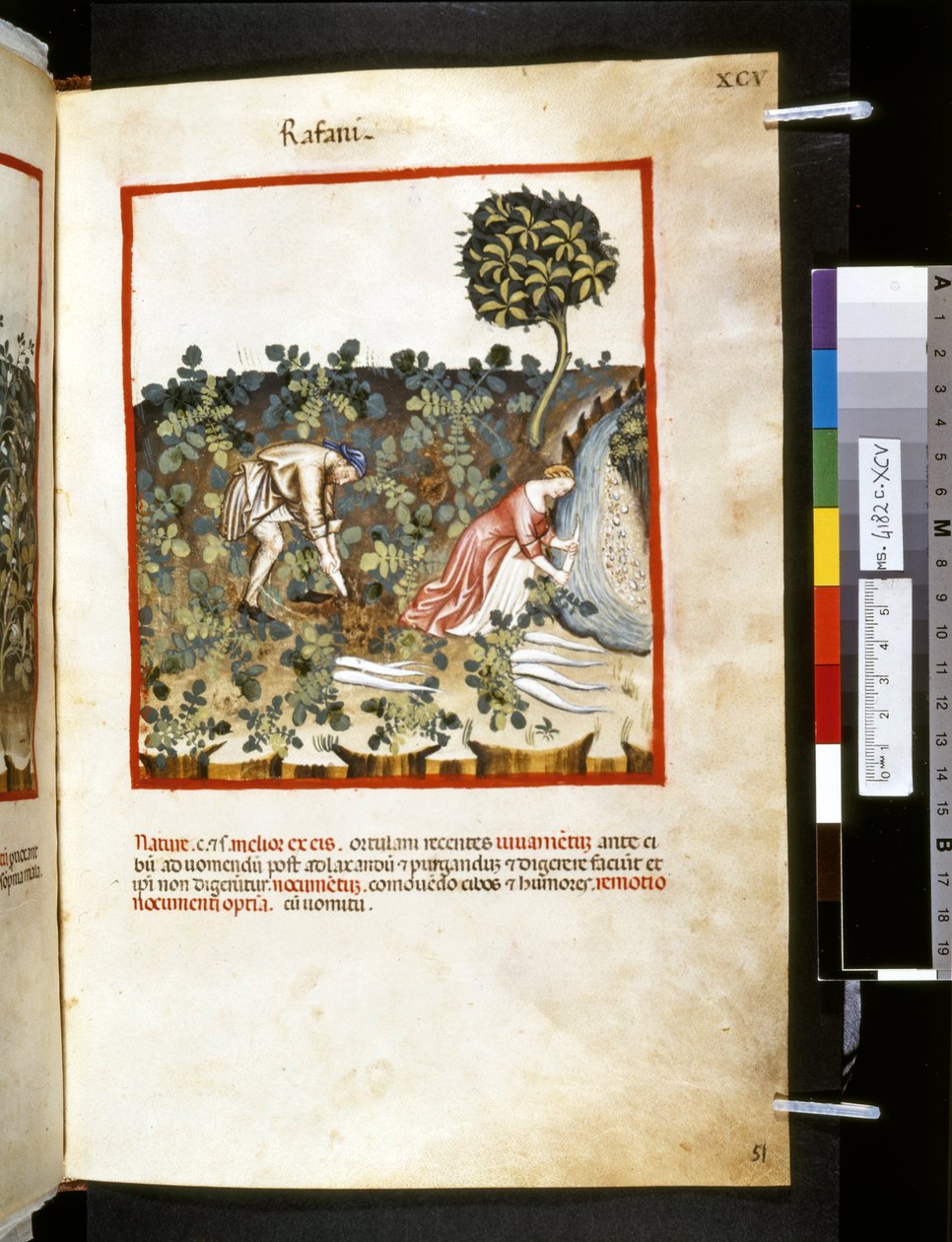 Theatrum sanitatis av Ububchasym de Baldach :"Rafani", 1300-talets första decennium (miniatyr) av Giovannino de