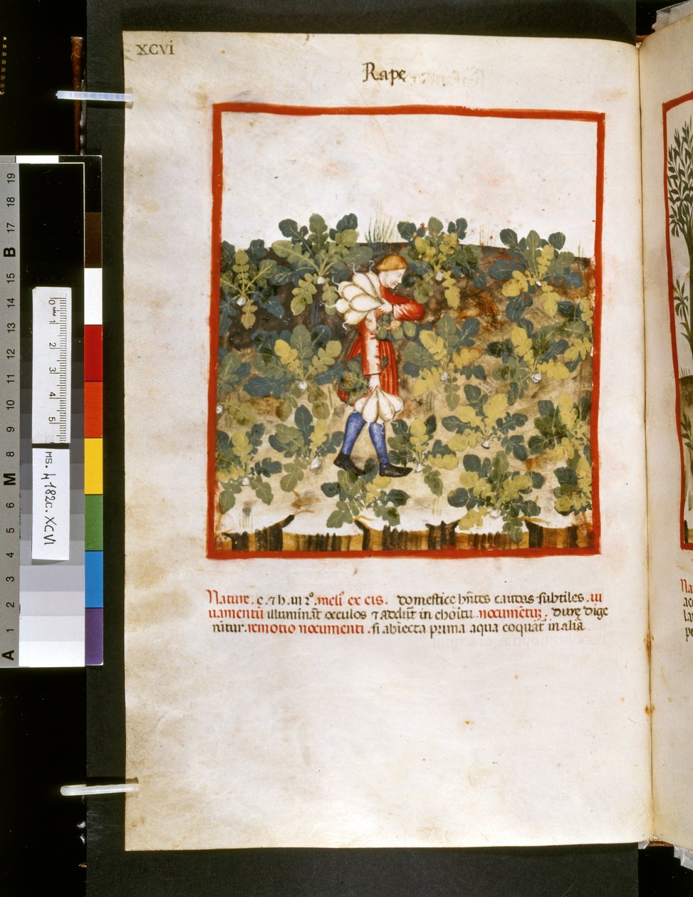 Theatrum sanitatis av Ububchasym de Baldach: "Våldtäkt", 1300-talets första decennium (miniatyr) av Giovannino de