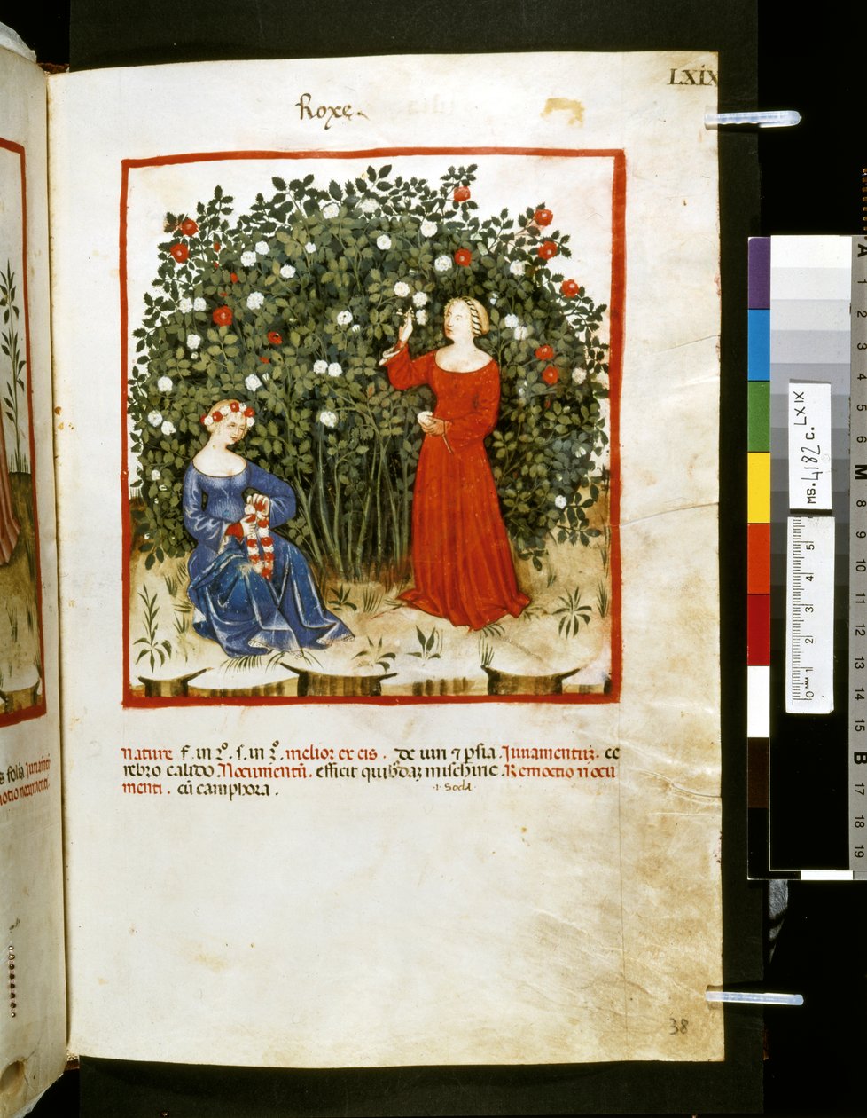 Theatrum sanitatis av Ububchasym de Baldach: "Roxe", 1300-talets första decennium (miniatyr) av Giovannino de