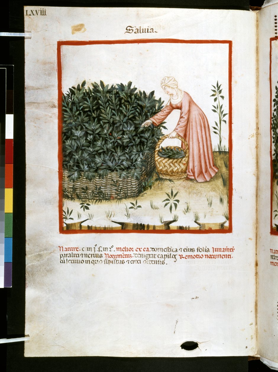 Theatrum sanitatis av Ububchasym de Baldach: "Salvia", första årtiondet av 1300-talet (miniatyr) av Giovannino de