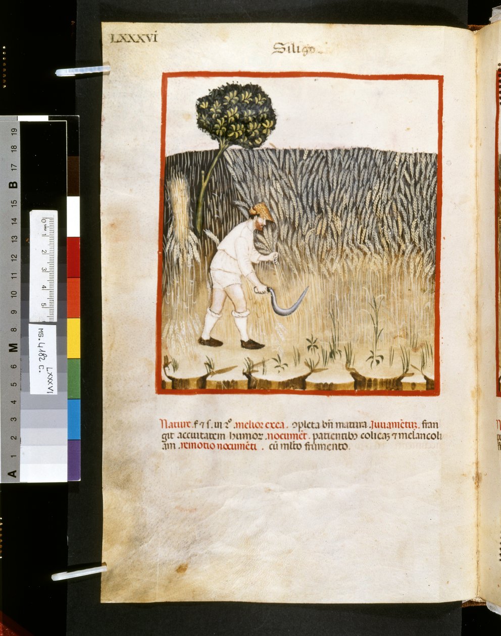 Theatrum sanitatis av Ububchasym de Baldach: "Siligo", 1300-talets första decennium (miniatyr) av Giovannino de