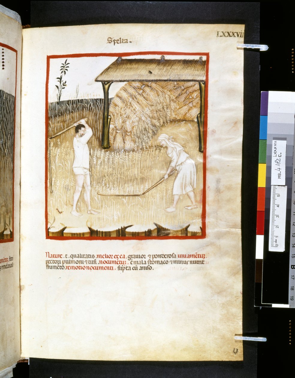 Theatrum sanitatis av Ububchasym de Baldach: "Spelta", 1300-talets första decennium (miniatyr) av Giovannino de