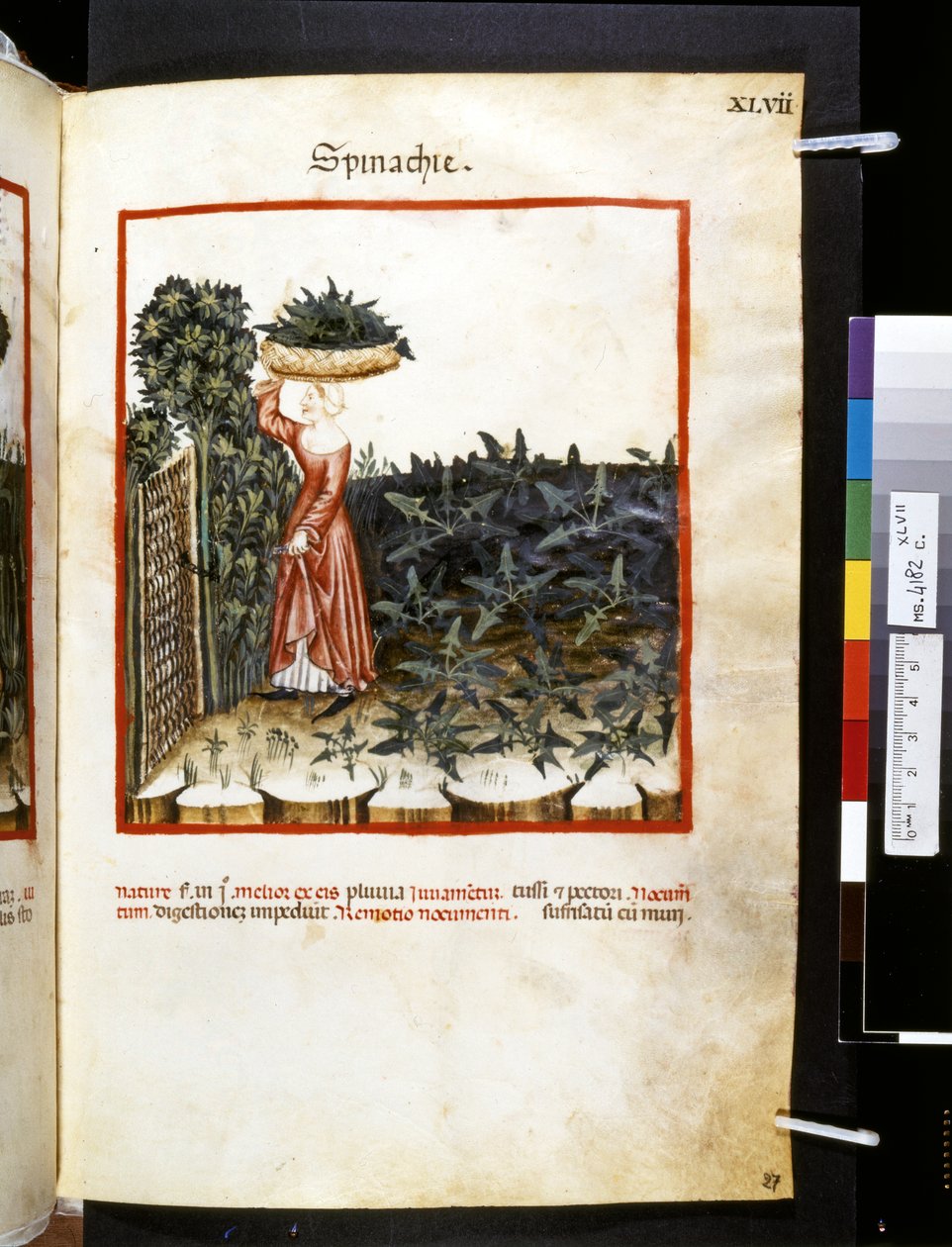 Theatrum sanitatis av Ububchasym de Baldach: "Spinachie", 1300-talets första decennium (miniatyr) av Giovannino de