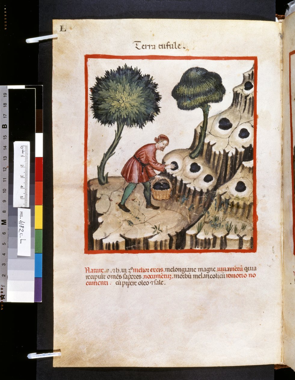 Theatrum sanitatis av Ububchasym de Baldach: "Terra Tufule", 1300-talets första decennium (miniatyr) av Giovannino de