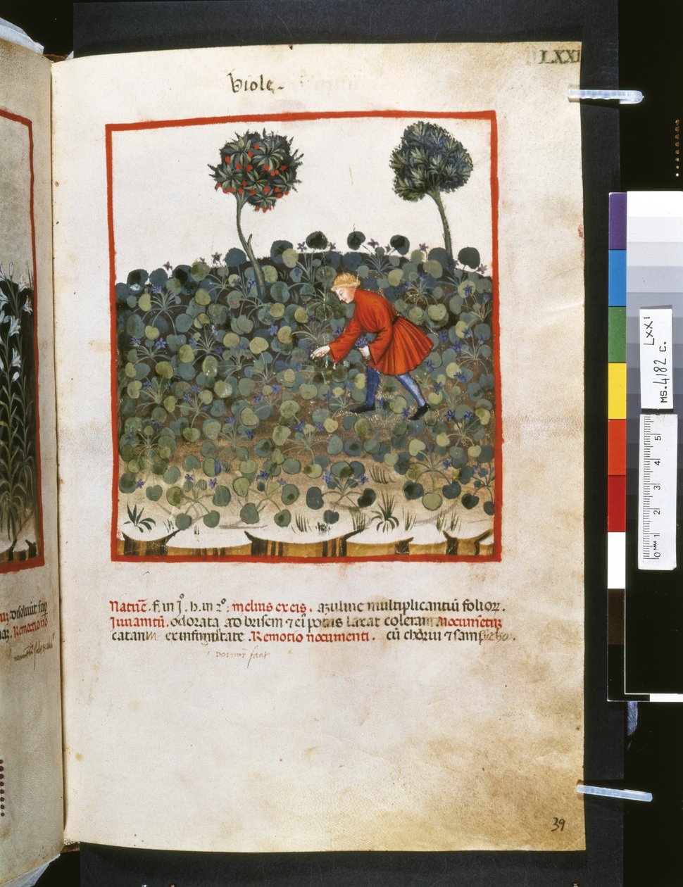 Theatrum sanitatis av Ububchasym de Baldach: "Viole", 1300-talets första decennium (miniatyr) av Giovannino de