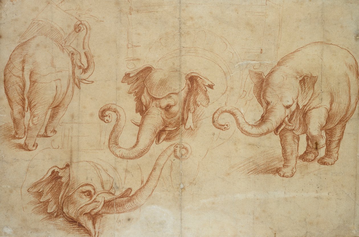 Fyra studier av en elefant, tidigt 1500-tal av Giulio Romano