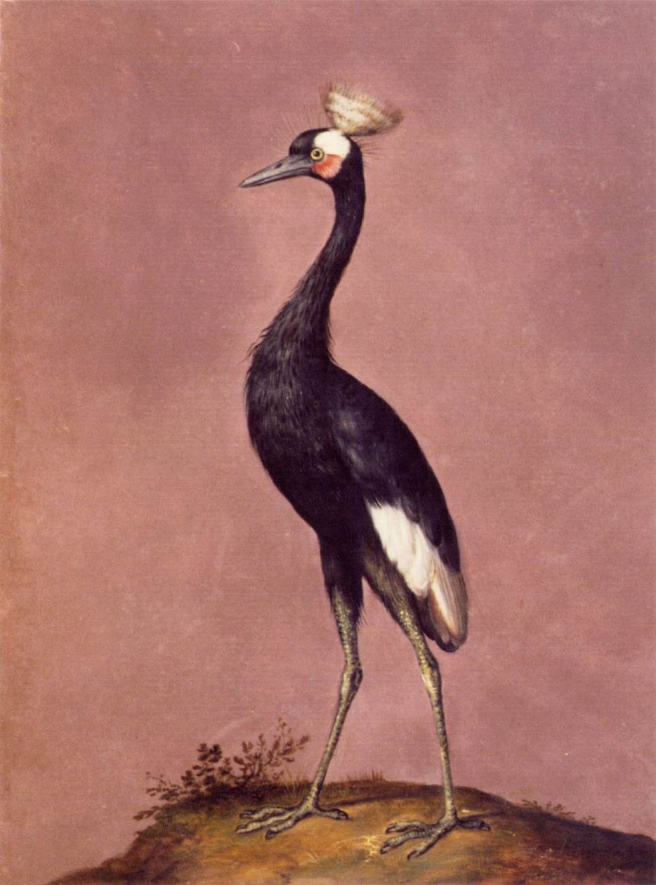 Birds av Giuseppe Arcimboldo