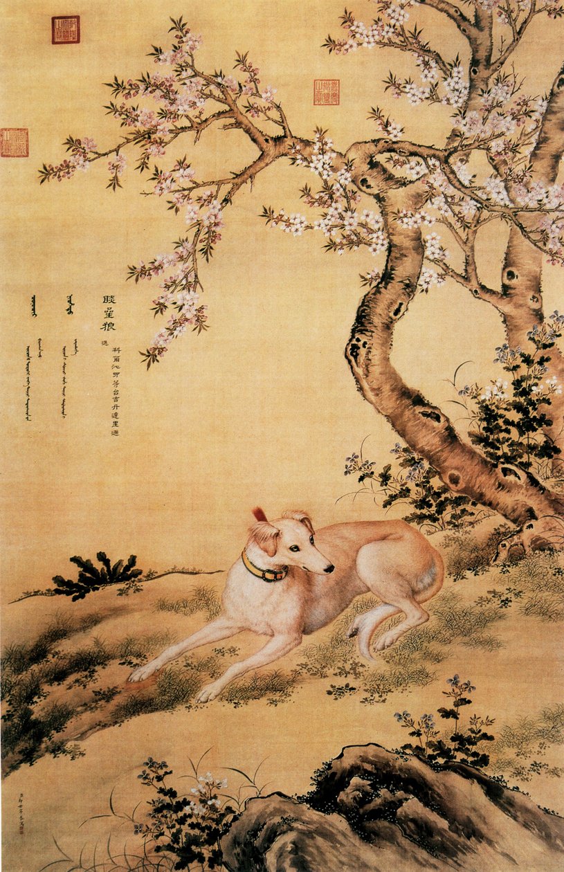 Picture of Shanxing Wolf (睒星狼), a Chinese greyhound, from Ten Prized Dogs Album av Giuseppe Castiglione