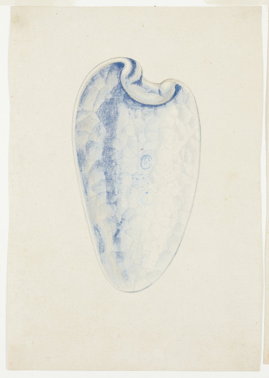 Översikt över Lavender Elongated Shell av Giuseppe Grisoni