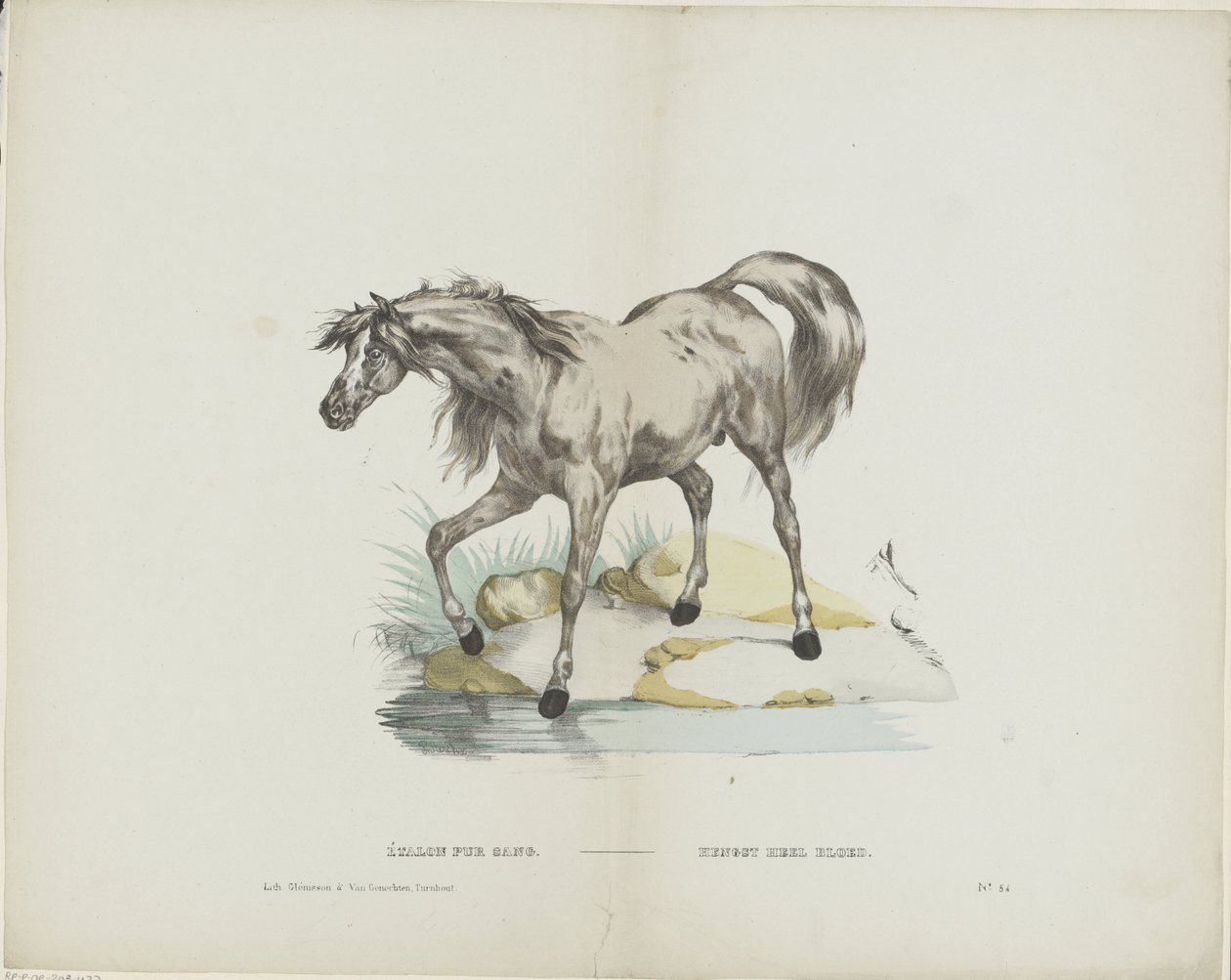 Étalon pur sang / Hingst helblod (titel på objekt) av Glenisson and Van Genechten