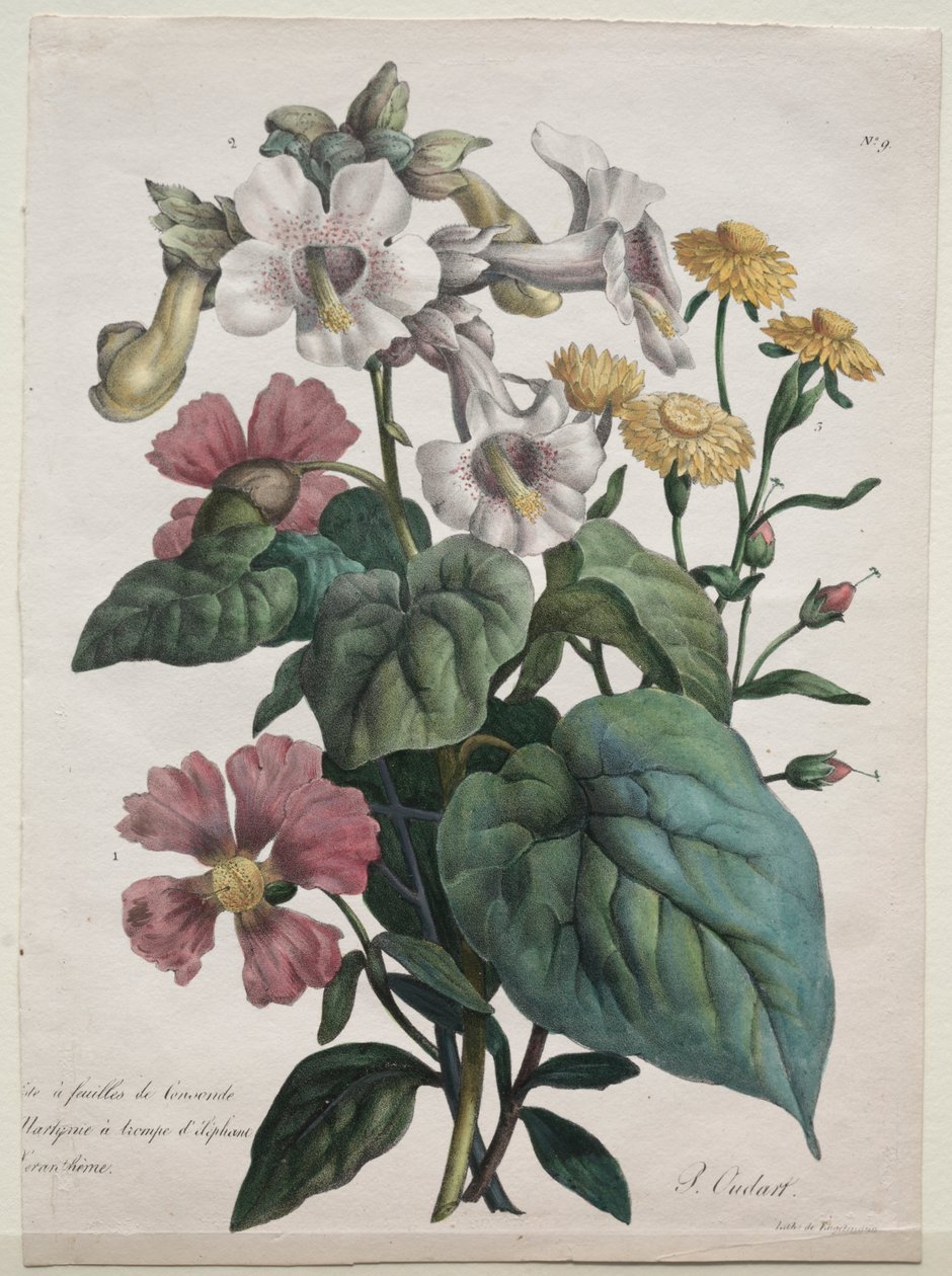 Naturhistorisk lektion, som innehåller djurrikets huvudarter, klassificerad metodiskt: Martynia eller Unicorn Plant av Godefroy Engelmann