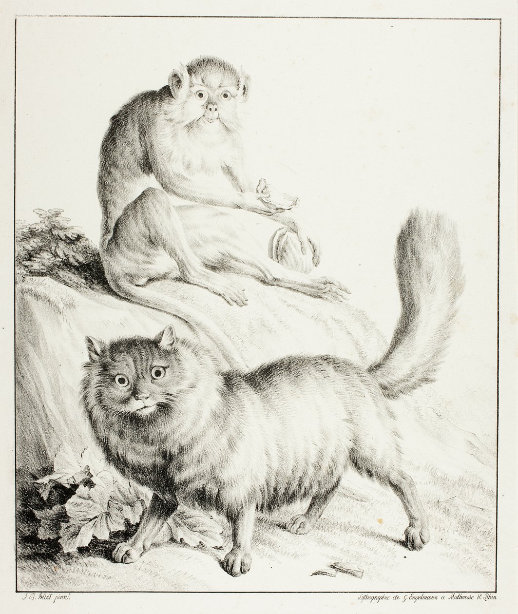 Katt och apa av Gottfried Engelmann
