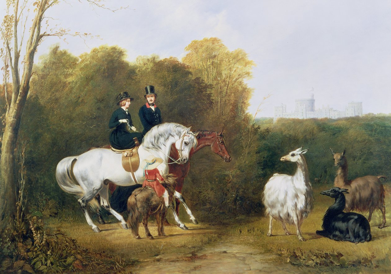 Drottning Victoria (1819-1901) och prins Albert (1819-61) tittar på lamaorna i House Park, Windsor, ca 1845 av Gourlay Steel