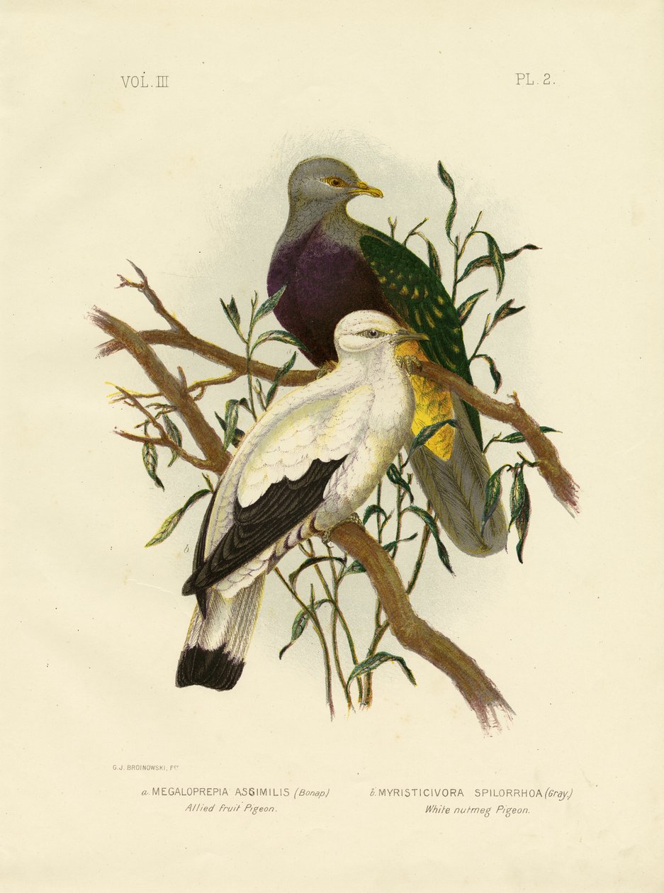 Allied Fruit Pigeon or Wompoo Fruit-Dove, 1891 av Gracius Broinowski