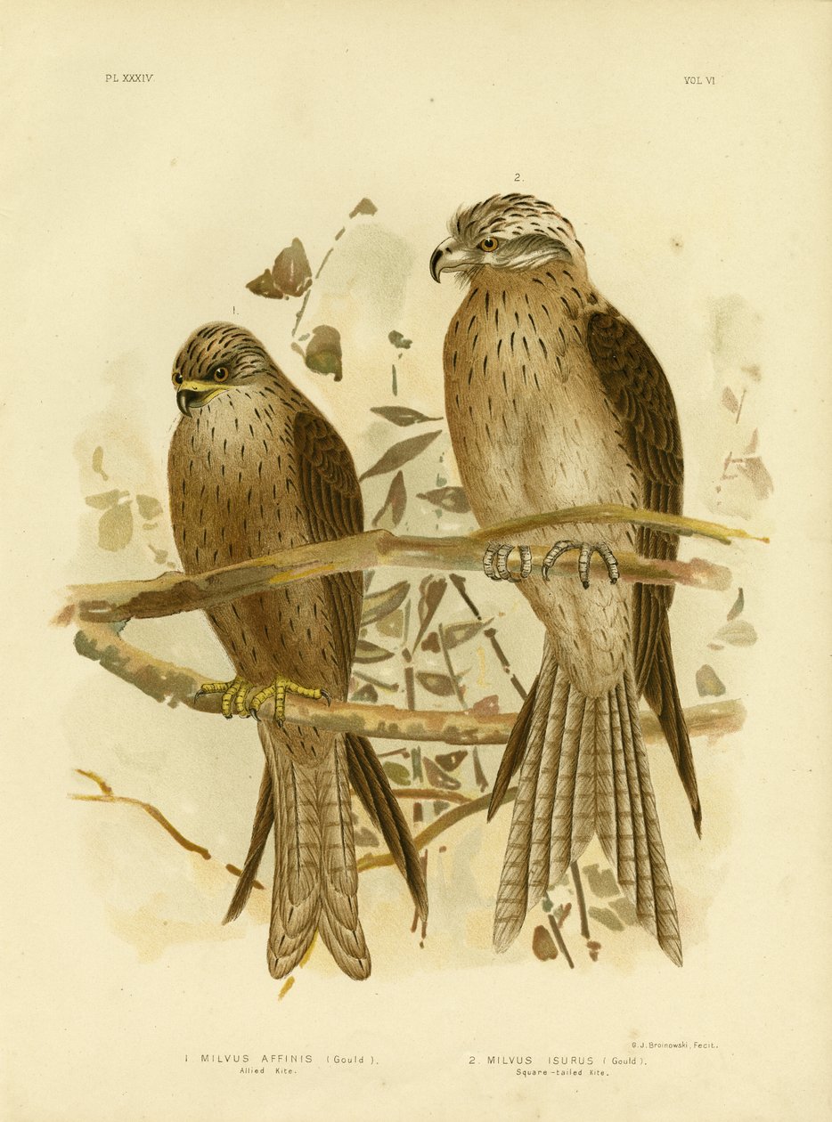 Allied drake eller svart drake, 1891 av Gracius Broinowski
